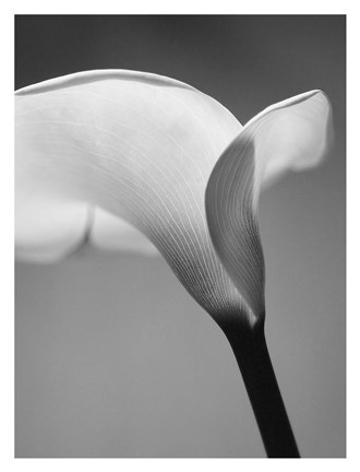 Framed Calla No. 6 Print