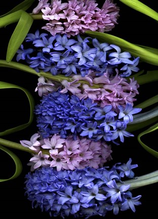 Framed Hyacinth 2 Print
