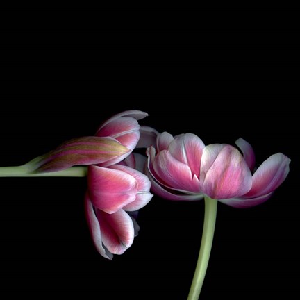 Framed Pink Tulips 12 Print