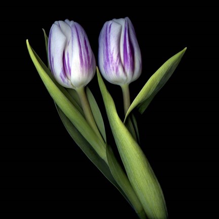 Framed Purple And White Tulips Print