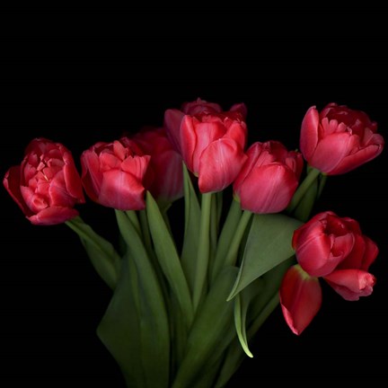 Framed Red Tulips 6 Print