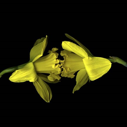 Framed Still Kissing - Daffodils Print