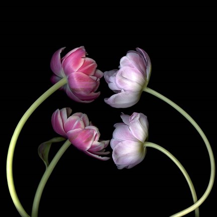 Framed Tulips 4 Print