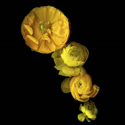 Framed Yellow Cascade - Ranunculus Print