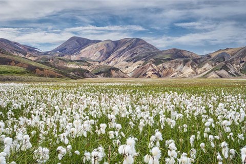 Framed Cotton Grass Print