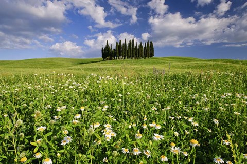 Framed Daisies on Cypress Hill Print