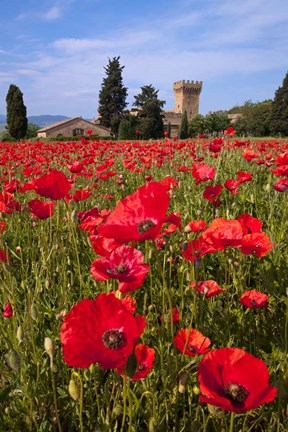 Framed Poppies Close and Personal Print