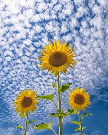 Framed Sunflower Triad Print