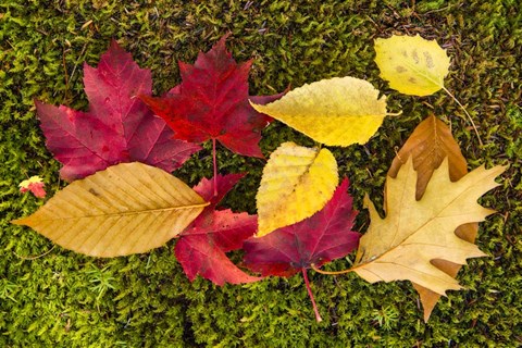 Framed Leaves on Moss Print