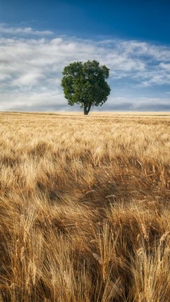 Framed Lone Tree in Wheat Field Print