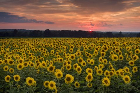 Framed Taps over Sunflowers Print