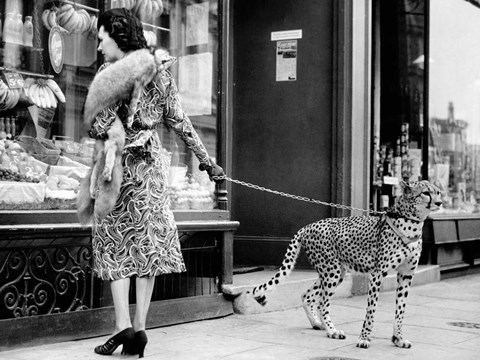 Framed Elegant Woman with Cheetah Print