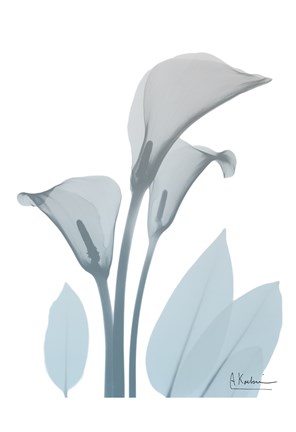 Framed Serene Calla Lily Print