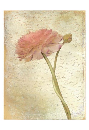 Framed Ranunculus Bloom 2 Print