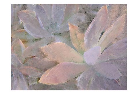 Framed Succulents Print