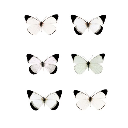 Framed Pale Butterflies 6 Print