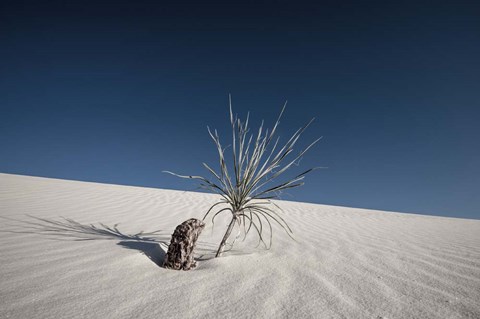 Framed Palm on the Dune Print