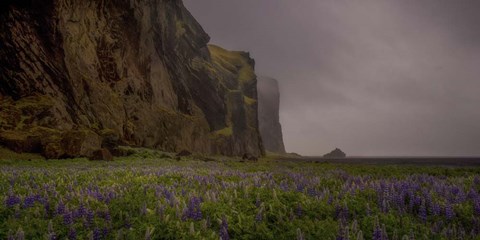 Framed Lupins Cliffs Print