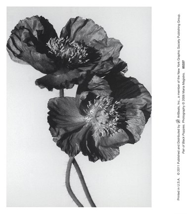 Framed Pair Of Black Poppies Print