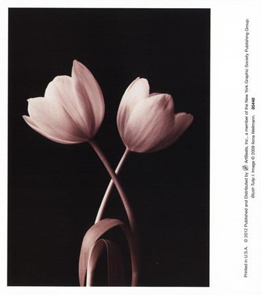 Framed Blush Tulip I Print