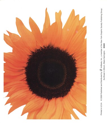 Framed Sunflower In Bloom Print
