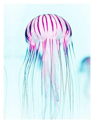 Framed Jelly Fish Print