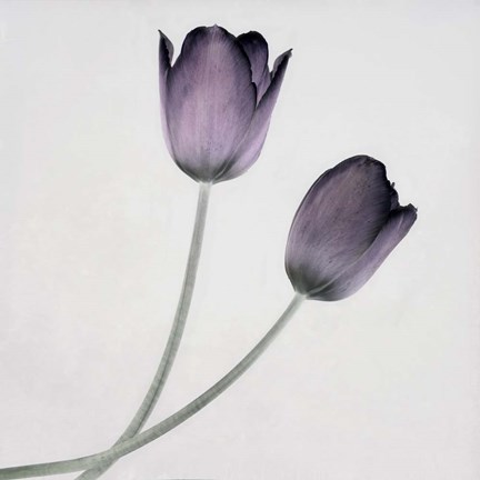 Framed Tulip IV Print