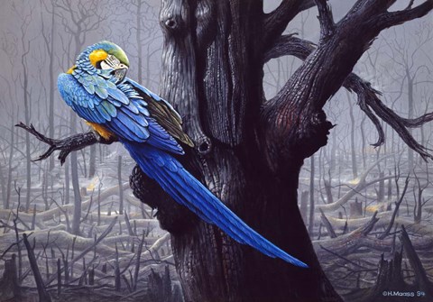 Framed Blue And Yellow Macaw In Burned Forest Print