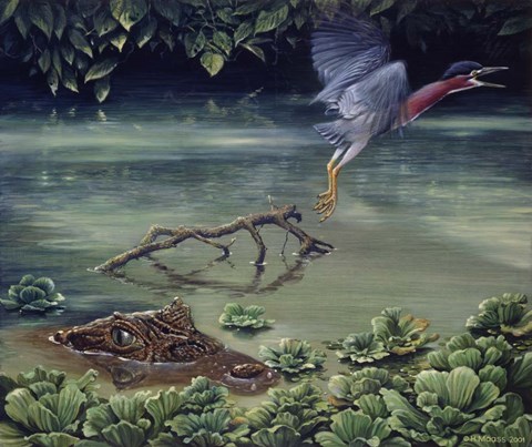 Framed Caiman And Green-Backed Heron Print