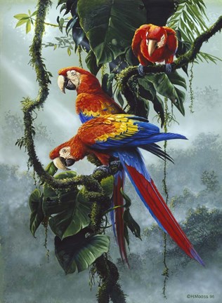 Framed Red And Yellow Macaws Print