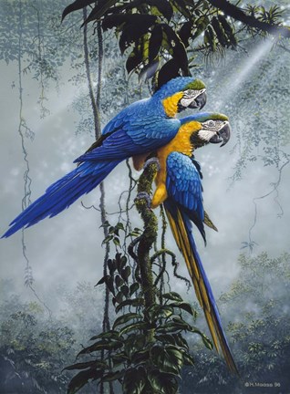 Framed Blue And Yellow Macaws 2 Print