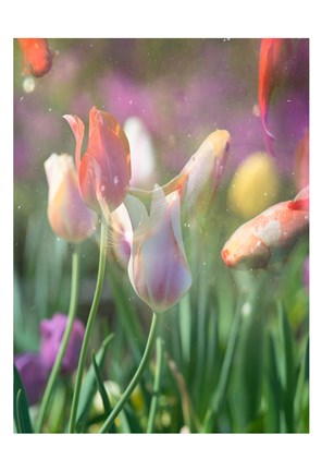 Framed Tulip Swim B Print