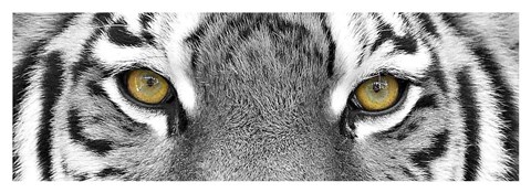 Framed Tiger Panel Print