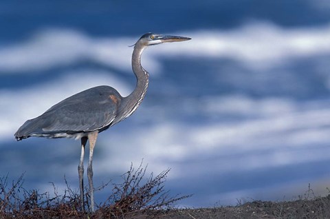 Framed Great Blue Heron, Half Moon Bay, California, Print