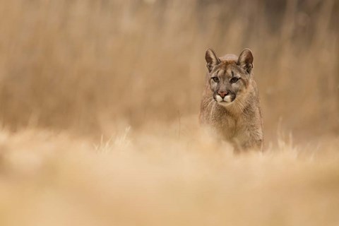 Framed Cougar Print