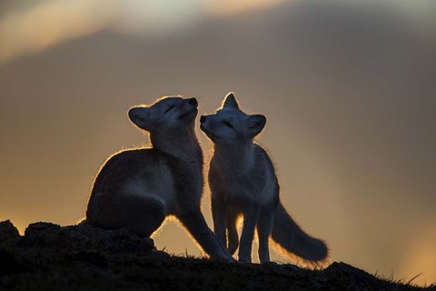 Framed Arctic Fox Print