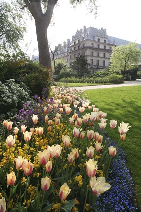 Framed Paris Flowers Print