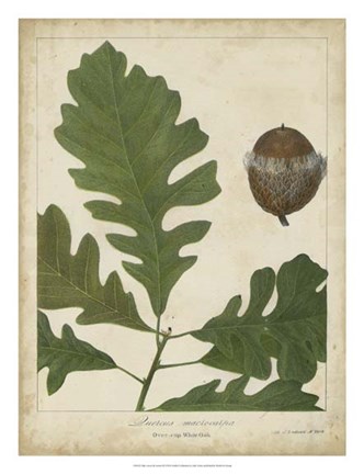 Framed Oak Leaves &amp; Acorns III Print