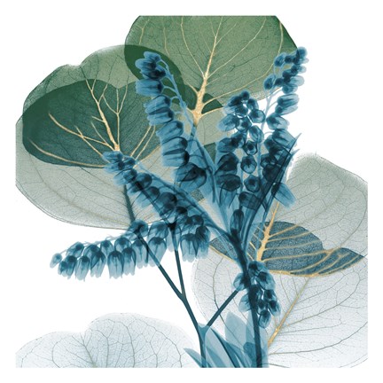 Framed Golden Lilly Of Eucalyptus 2 Print