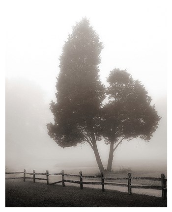 Framed Cedar Tree and Fence Print