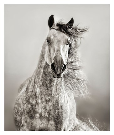 Framed Caballo de Andaluz Print