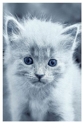 Framed Blue Kitty Print