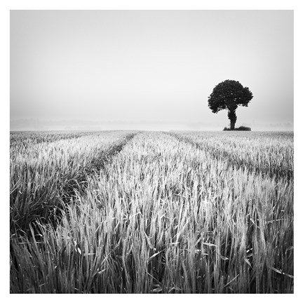 Framed Wheat Field Print