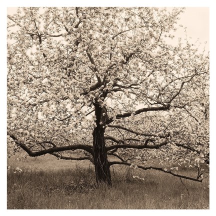 Framed Apple Tree in Bloom Print