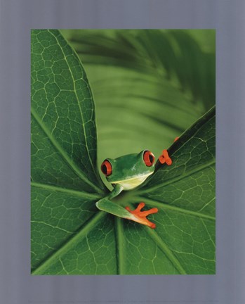 Framed Tree Frog Print