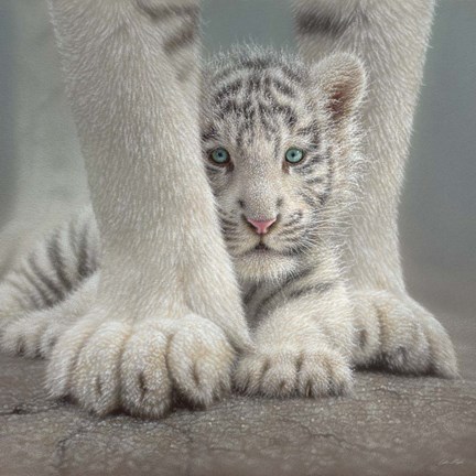 Framed White Tiger Cub - Sheltered Print