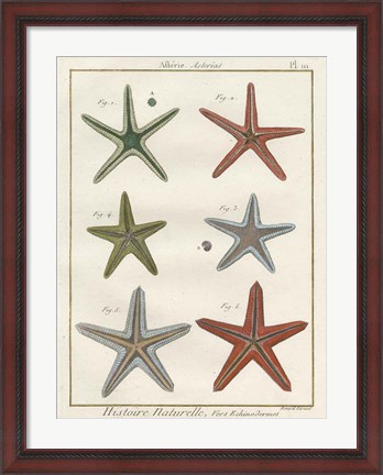Framed Histoire Naturelle Starfish II Print