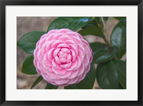 Framed Pink Passion Camillia Print