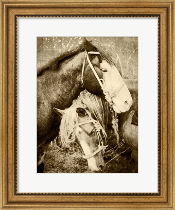 Framed Vintage Horses Print