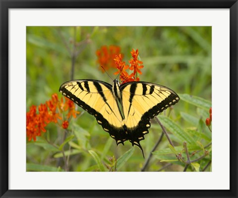 Framed Black Yellow Butterfly I Print